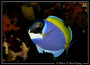 Acanthurus leucosternon by night by Raoul Caprez 